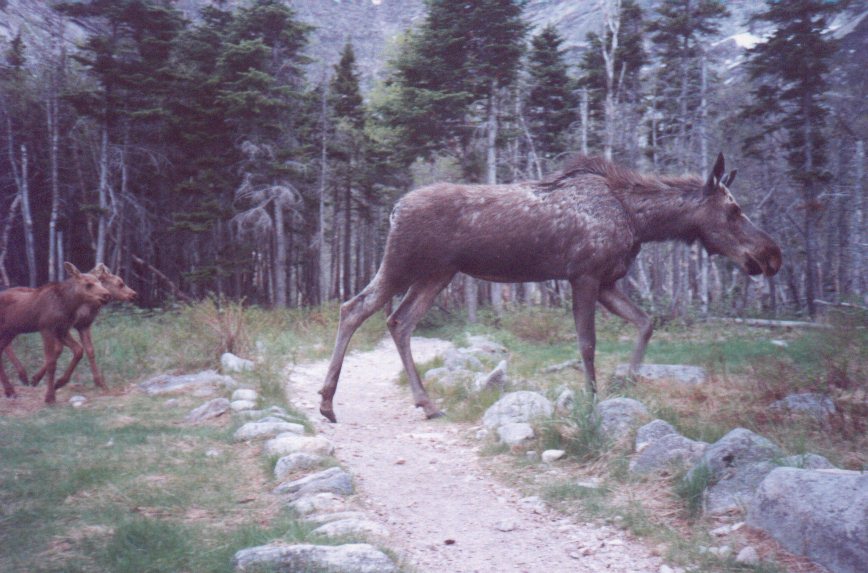 Cow moose and two calves at Chimney Pond backcountry campsite