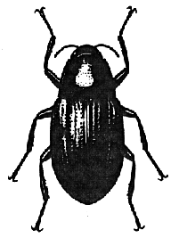 Adult Riffle Beetle